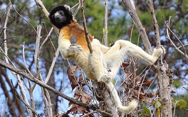 O lêmure-sifaka mede em média de 42 a 50 cm e, se considerar a cauda, pode atingir entre 50 ou 60 cm. Pesa em média quatro quilos.