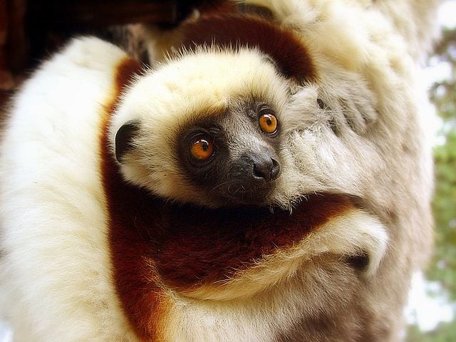 A gestação de um lêmure-sifaka dura cerca de 160 dias e, aos seis meses, já são independentes, atingindo o tamanho máximo com um ano de vida.