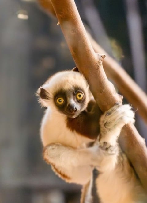 De acordo com o zoológico, nos últimos 30 anos, cerca de 80% dos animais da espécie morreram por causa do desmatamento.