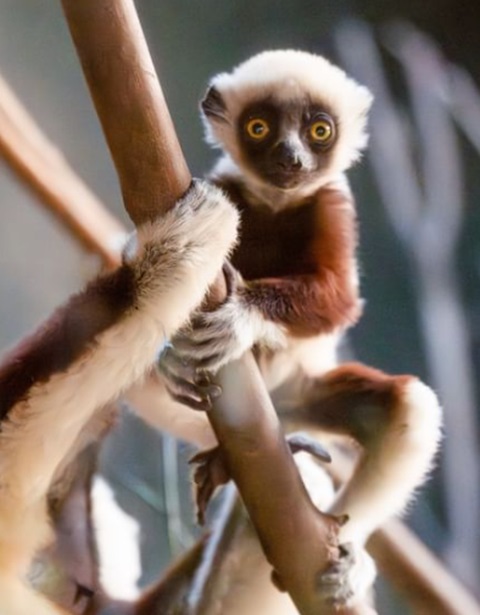 Desta maneira, os lêmures-sifaka foram classificados como criticamente ameaçados de extinção, em 2018, pela União Internacional para a Conservação da Natureza.