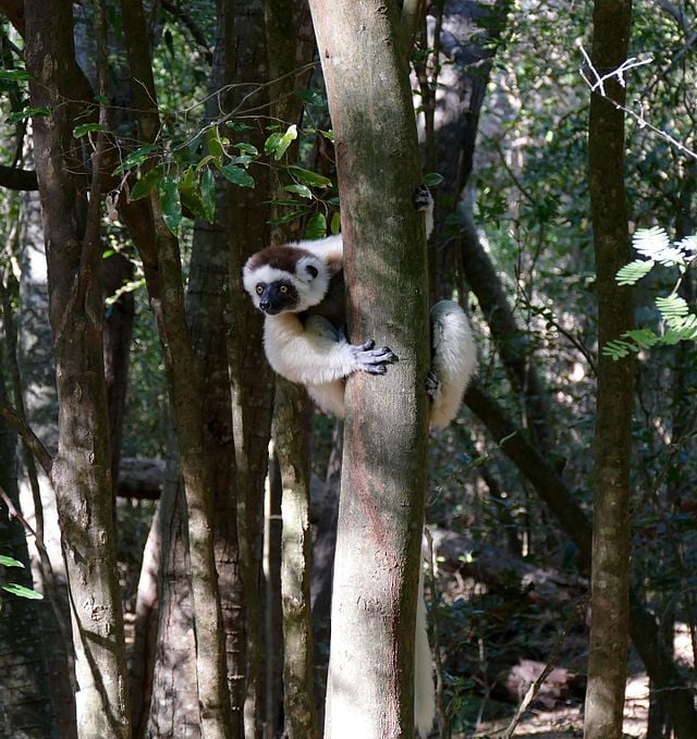 Os lêmures-sifaka são naturais da Ilha de Madagascar, onde lutam diariamente pela sobrevivência. 