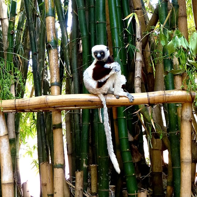 Descrita iniciamente em 1867 como uma subespécie do sifaka-de-verreaux, foi elevada à categoria de espécie em 2001.