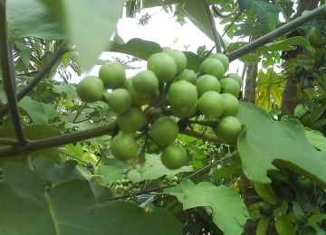 Uma planta pouco comentada, mas muito útil para a saúde é a jurubeba (Solanum paniculatum). Mas ela é uma planta medicinal nativa do Brasil, encontrada em regiões de clima tropical, que pode ter grande utilidade na culinária e na prevenção de doenças.  -  (crédito: Domínio público )