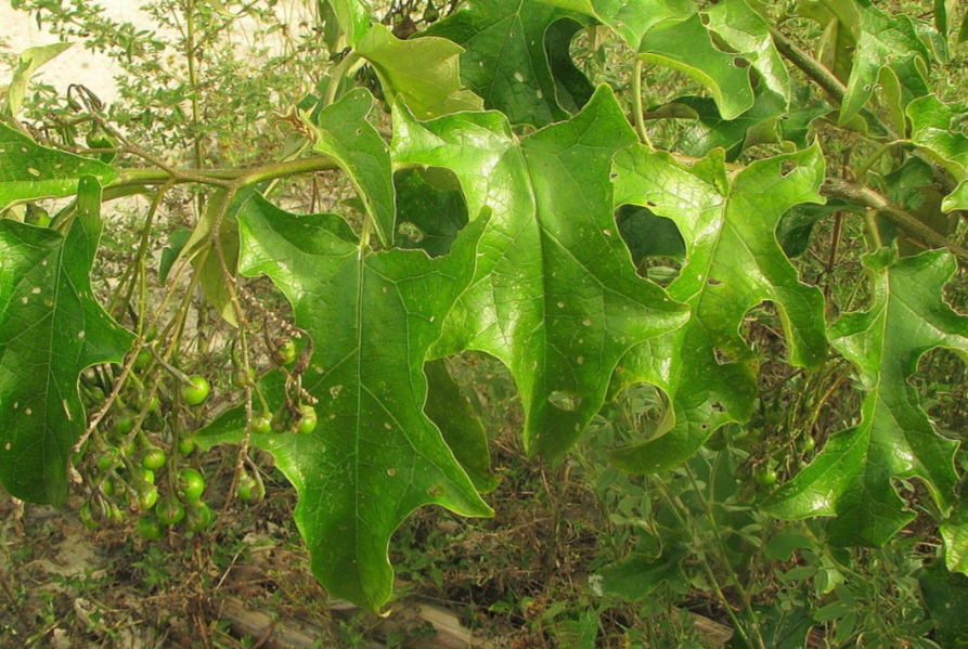 Conhecida por seu sabor amargo, a jurubeba é rica em alcaloides, flavonoides e vitaminas do complexo B, que ajudam na digestão e no fortalecimento do fígado. Possui propriedades anti-inflamatórias, antioxidantes e digestivas.