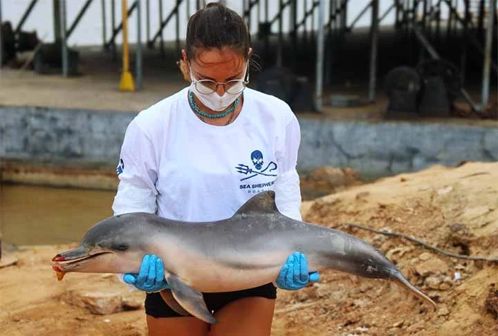 Em Tefé, outra cidade amazonense, a junção desses dois fatores resultou na morte de 209 botos-vermelhos e tucuxis, espécie de golfinho de água doce.
