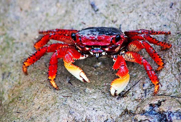 Caranguejos são crustáceos de corpo achatado, cobertos por uma carapaça dura e com cinco pares de patas, sendo o primeiro transformado em pinças. 