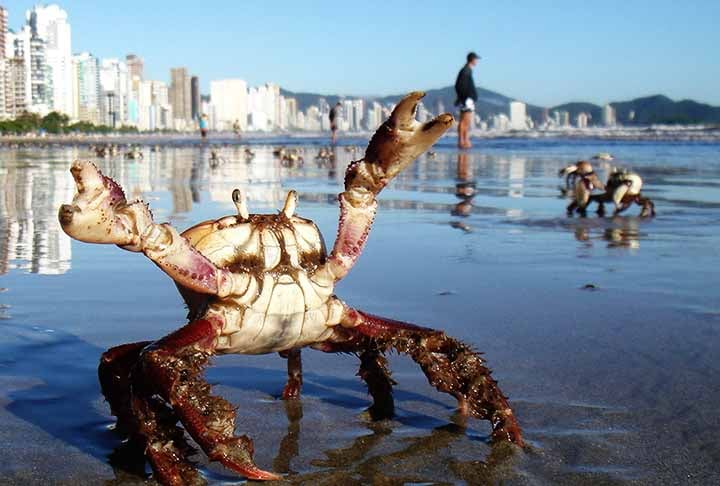 As pinças dos caranguejos servem para capturar e manipular alimentos, escavar, e defender-se contra predadores. Elas também são usadas em disputas territoriais e para atrair parceiros durante o acasalamento.
