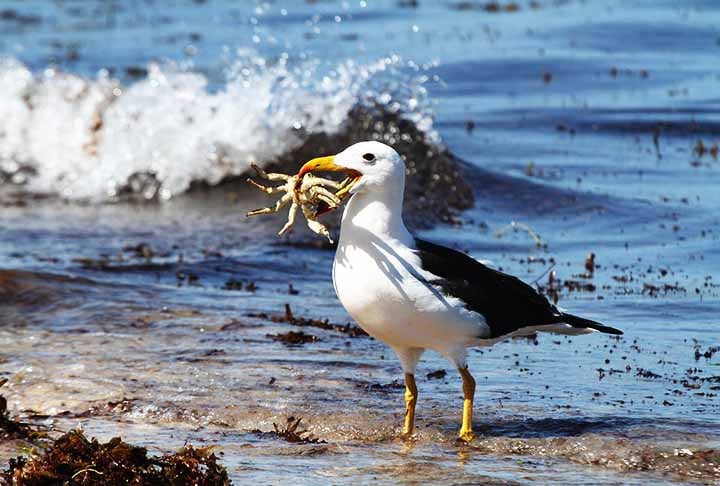 Aves marinhas, peixes grandes, polvos e lontras frequentemente atacam caranguejos para se alimentar. Outros predadores incluem guaxinins, tartarugas e alguns crustáceos maiores.

