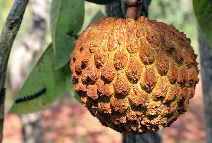 O araticum-do-cerrado é um fruto grande que apresenta polpa adocicada, rica em ferro, potássio, cálcio, vitamina C, A, B1 e B2. Com relação às polpas ocorrem dois tipos de frutos: o araticum de polpa rosada, mais doce e macio; e o araticum de polpa amarelada, não muito macio e um pouco ácido.