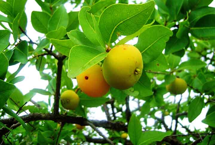 A cagaita é um fruto pequeno, de aproximadamente três centímetros de diâmetro, com casca amarelo esverdeada, polpa suculenta e ácida e que apresenta até quatro sementes no seu interior. Ela é nativa do Cerrado, no Centro-Oeste brasileiro.