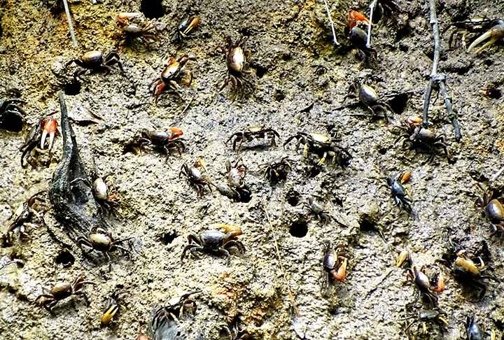 Eles estão em diversos habitats aquáticos e terrestres, como oceanos, rios, manguezais e até florestas tropicais. Eles se adaptam a ambientes de água salgada, salobra e doce.

