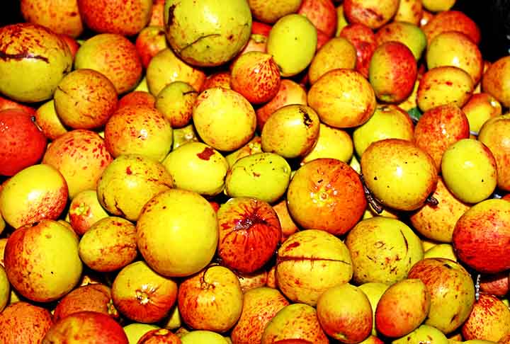 Proveniente da mangabeira e com polpa suculenta e levemente azeda, a mangaba é brasileira e está presente em todas as regiões do país. Ela se assemelha a acerola, goiaba e laranja por apresentar elevado teor de vitamina C na composição da polpa. 