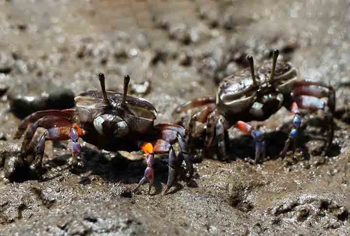 As espécies de caranguejos mais comuns no Brasil são aquelas que se adaptam mais facilmente ao ecossistema do litoral do país. Veja as principais. 

 