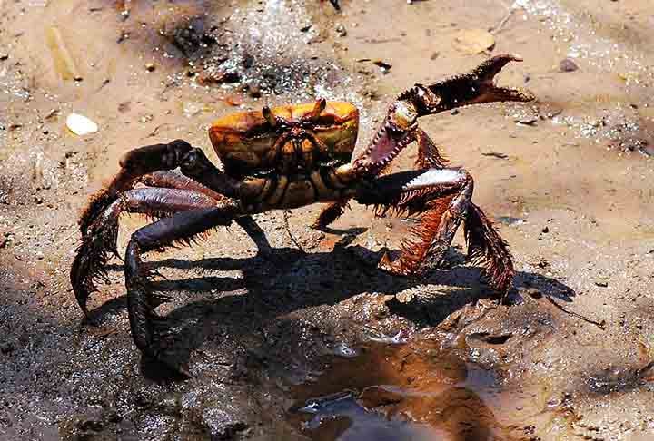 Caranguejo-uçá (Ucides cordatus) - Típico de manguezais, conhecido por sua habilidade de escavar tocas. Com carapaça escura e tamanho médio, de 7 a 10 cm de largura, tem pinça desproporcionalmente grande.