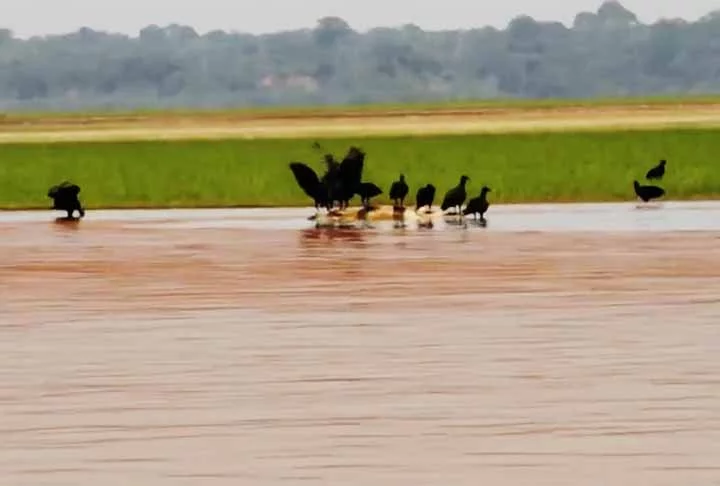 Nestes casos, a hipótese é que as mortes tenham ocorrido por encalhe em bancos de lama entre os rios Coari e Urucu. Essas formações são decorrência da seca nos rios.
