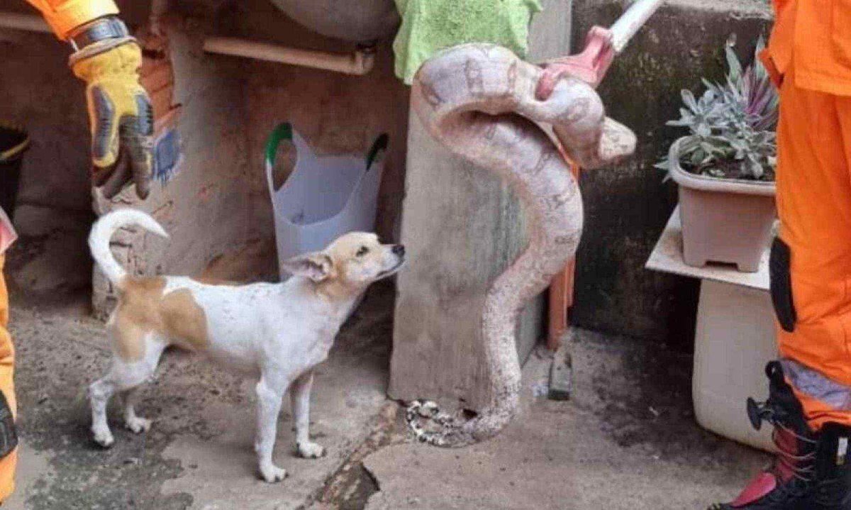 Segundo os bombeiros, as cobras estavam na madeira do telhado das residências -  (crédito: Corpo de Bombeiros Militar de Minas Gerais (CBMMG))