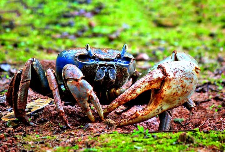 Guaiamum (Cardisoma guanhumi) - Tem carapaça robusta e de coloração variada, geralmente cinza ou azulada; porte médio, com pinças grandes e desiguais. Vive em manguezais e áreas costeiras, onde escava tocas profundas. É terrestre, mas vai para a água na época de reprodução.
