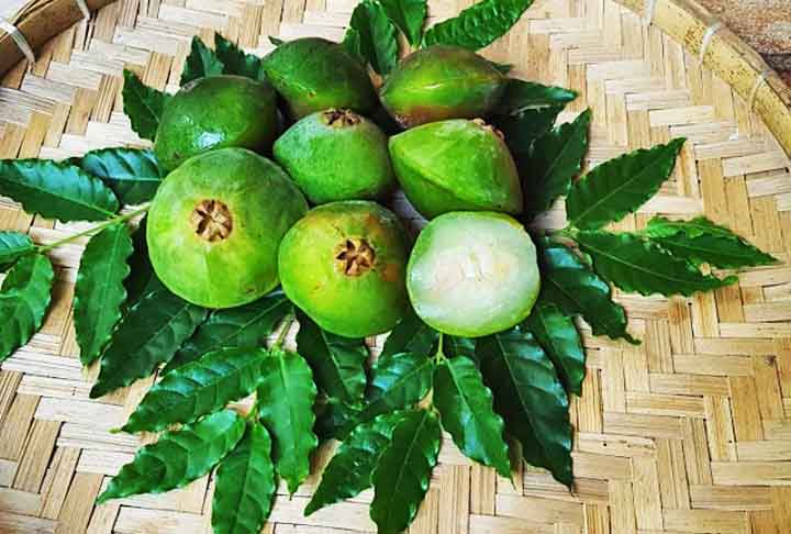 Brasileiro e nativo da Mata Atlântica, o cambuci é uma fruta que pertence à mesma família da goiaba, da pitanga e da jabuticaba. Apesar de pouco conhecido, ele pode ser usado em receitas doces e salgadas, trazendo sabor e contraste aos pratos. É uma fruta muito azeda e, por isso, nem sempre é consumida in natura.