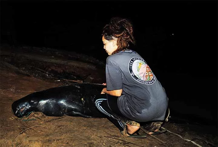 ‘Estima-se que a cada dia em campo, a equipe tenha prevenido a morte de cerca de 15 peixes-boi”, ressaltou Castro.
