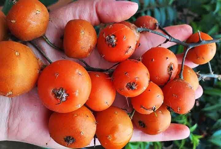 Cada vez mais popular, a ora-pro-nóbis, muito comum na região Centro-Sul do Brasil, é uma fruta arredondada e pequena. Seu gosto é semelhante ao de um maracujá e quando está madura atinge um tom alaranjado.