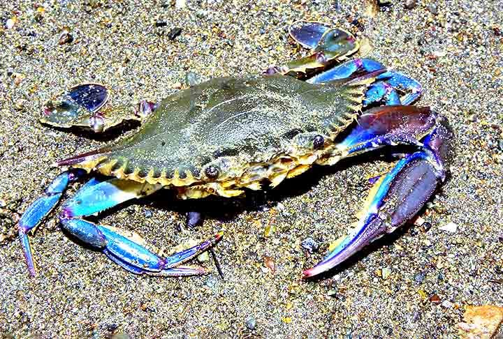 Siri-azul (Callinectes sapidus) - 
Encontrado principalmente em estuários e águas costeiras. Com carapaça azulada que pode verde e marrom, tem forma triangular, com pernas largas e pinças robustas. Mede até 20 cm de largura, é ágil e come peixes, moluscos e matéria orgânica.