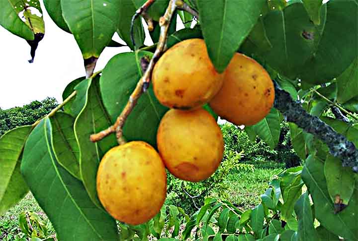 O cajá é uma fruta nativa do nordeste brasileiro e com polpa bem ácida. Uma única fruta rende muito, sendo extremamente útil no preparo de sucos e sobremesas, como o bolo de cajá e a geleia de umbu-cajá.