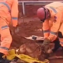 Vídeo: bombeiros salvam cachorro que caiu em buraco em Araguari - Divulgação/CBMG