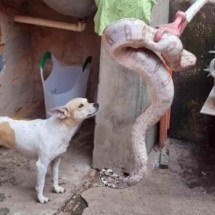Jiboias de um metro e trinta são encontradas no telhado de casas - Corpo de Bombeiros Militar de Minas Gerais (CBMMG)
