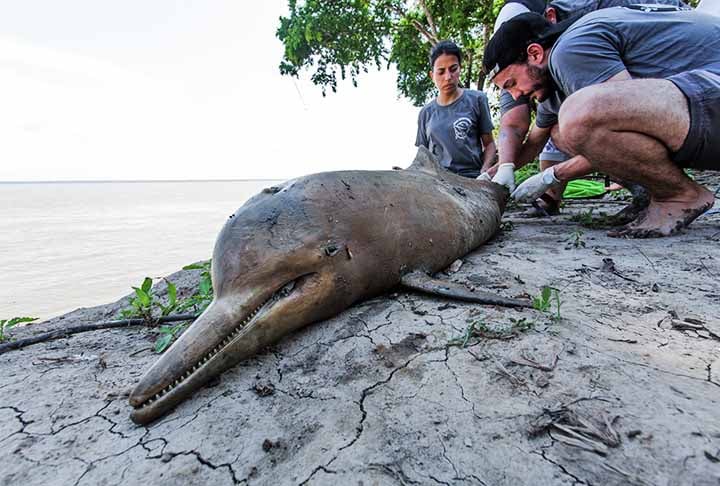 Há diversos registros de botos e tucuxis mortos com feridas pelo corpo, sem cauda, com sinais de arpão e de uso de redes, o que 
sugere que foram mortos durante a caça a peixes-bois na região.
