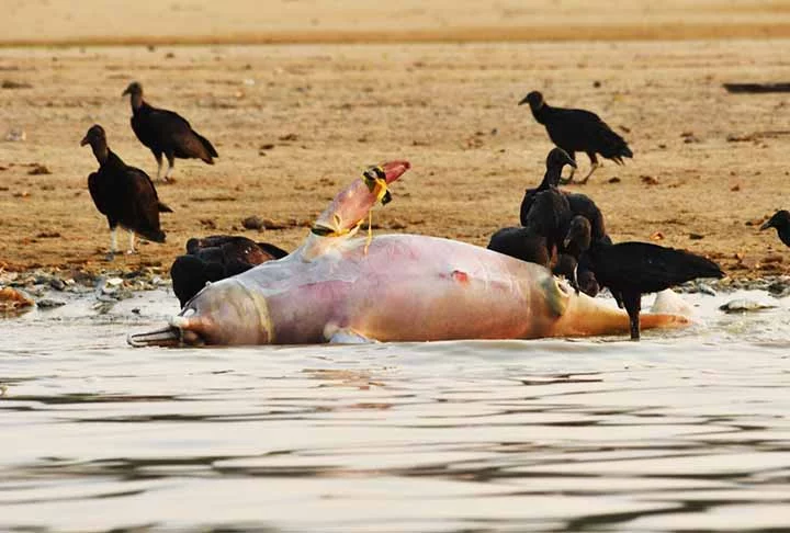 Em 2024, a ONG constatou a morte de 21 tucuxis, cinco botos-vermelhos, dois golfinhos não identificados e quatro peixes-bois. Segundo a Sea Shepherd Brasil , as mortes estão relacionadas à seca e à atuação predatória de seres humanos.

