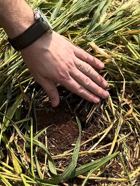 Ele observou que um dos lados do agroglifo estava fora de alinhamento e também havia sinais de estacas. 