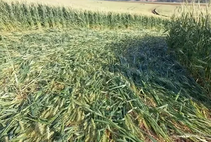 Na época, Luiz Prestes Junior garantiu que a marca era falsa. “Não está alinhado, as plantas estão fora do padrão e o caule quebrado”, detalhou.