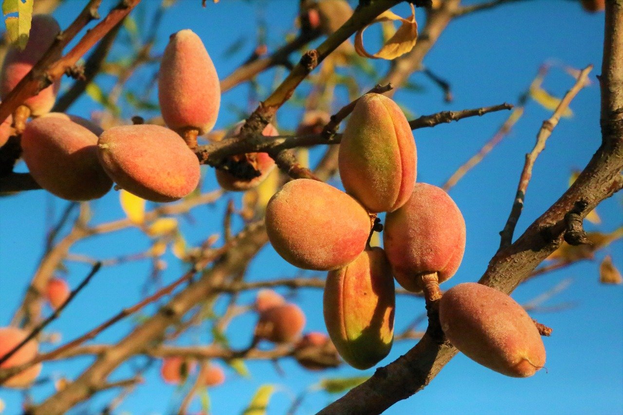 Mas hoje as amendoeiras são amplamente cultivadas em regiões de clima mediterrâneo, como Espanha, Itália, Califórnia (EUA), Austrália e partes do norte da África.