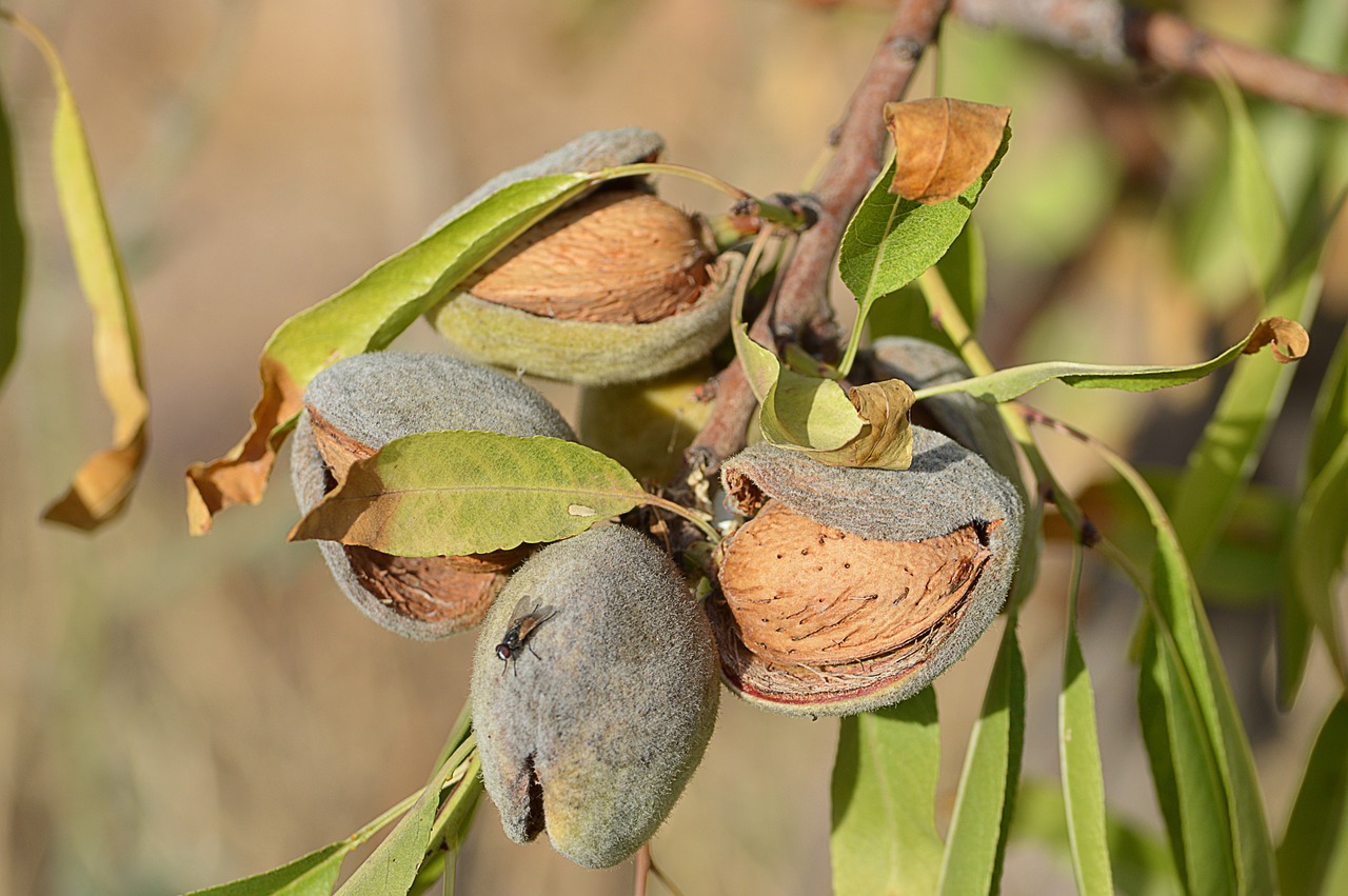 As amêndoas brotam em árvores chamadas amendoeiras, pertencentes ao gênero Prunus. Essas árvores são nativas do sul da Ásia.