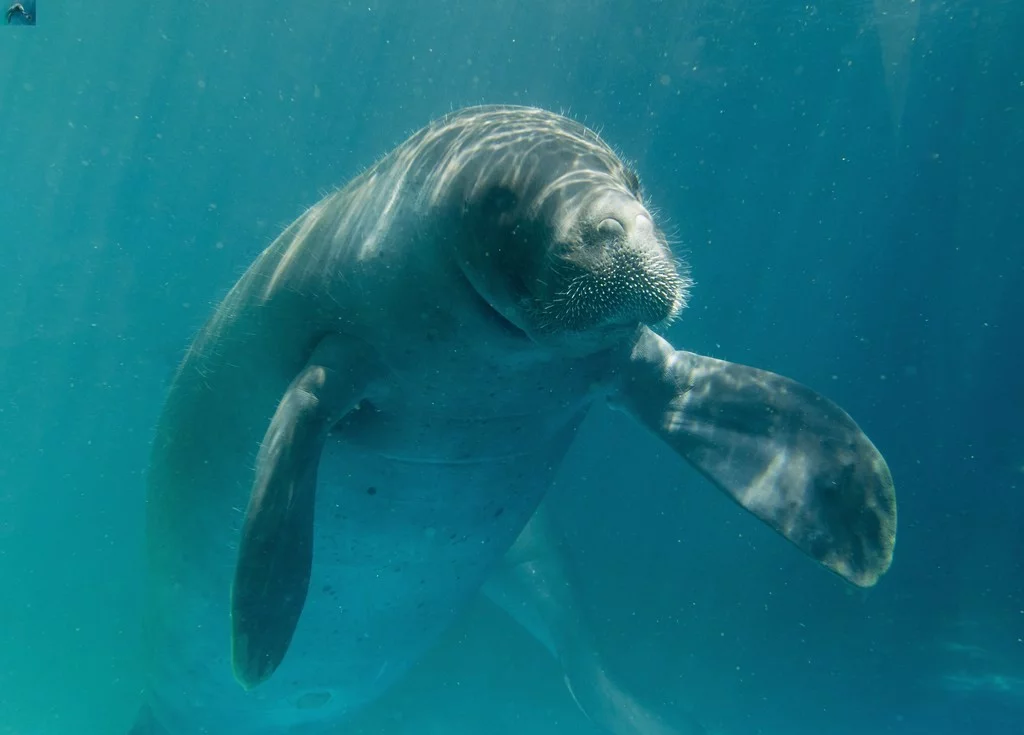 A caça a essa espécie é proibida no Brasil desde 1967 pela Lei de Proteção à Fauna.
