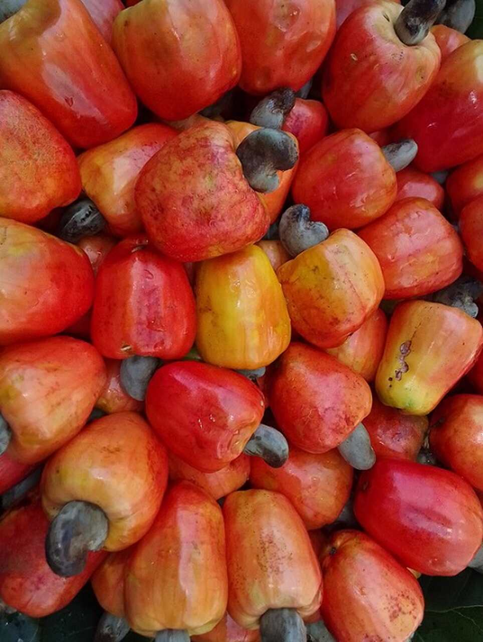 Por fim, três frutas brasileiras muito conhecidas. O caju tem origem do cajueiro, árvore nativa da região litorânea do nordeste brasileiro. Uma curiosidade é que, em termos botânicos, o caju não é considerado um fruto. O verdadeiro fruto do cajueiro é a castanha de caju.