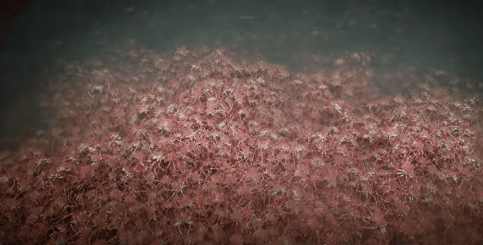 Biólogos encontram centenas de caranguejos formando &#8216;tapete&#8217; no fundo do mar - DivulgaÃ§Ã£o Schmidt Ocean Institute