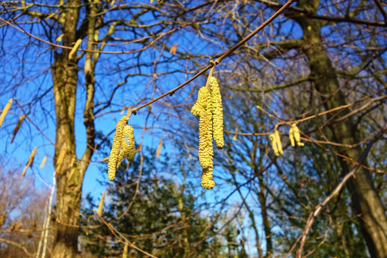 As avelãs brotam em árvores chamadas avelaneiras, pertencentes ao gênero Corylus. A espécie mais comum que produz avelãs comerciais é a Corylus avellana, conhecida como avelaneira-europeia. Essas árvores são arbustivas, atingindo entre 3 e 6 metros de altura.