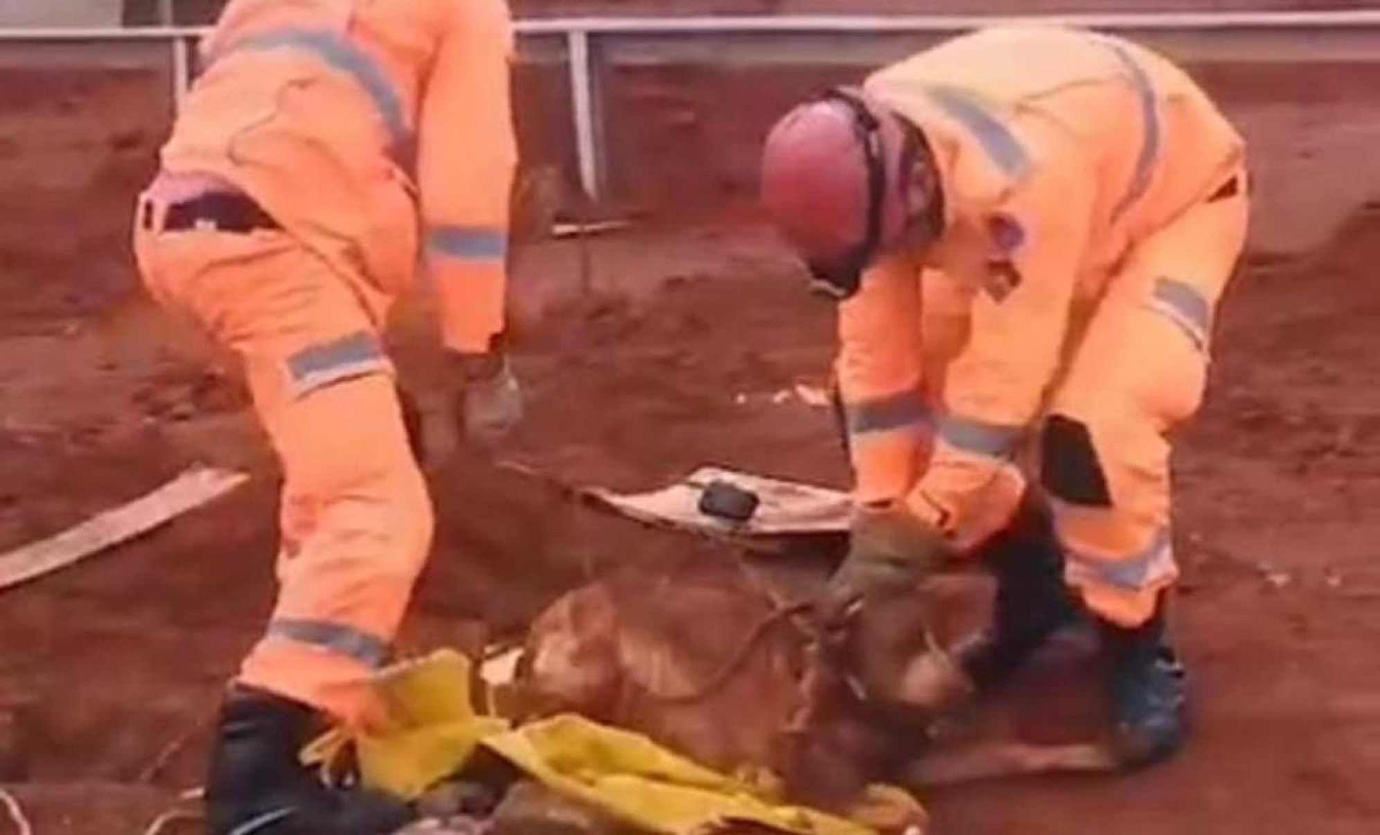 Vídeo: bombeiros salvam cachorro que caiu em buraco em Araguari