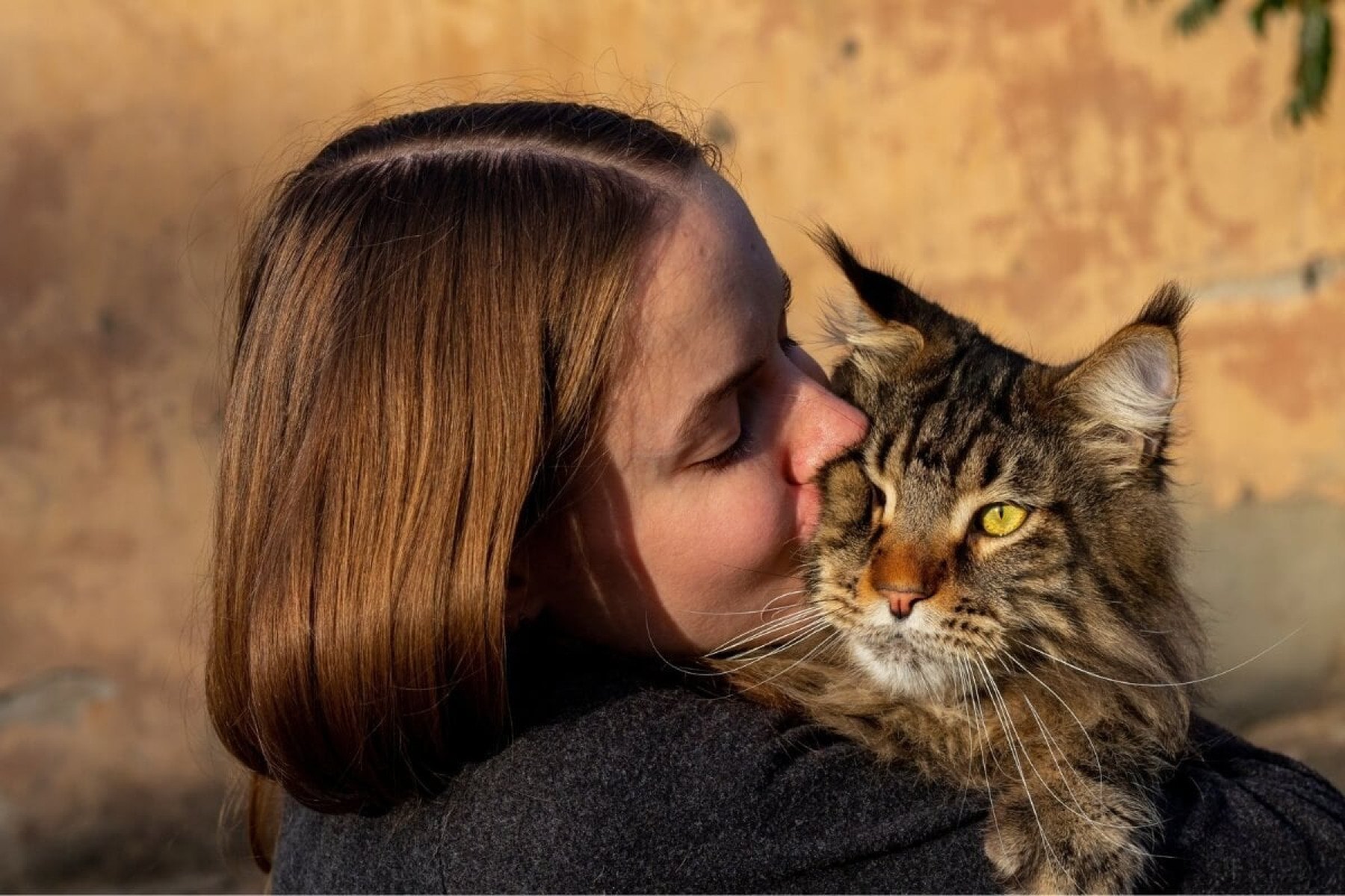 8 raças de gatos mais carinhosas do mundo