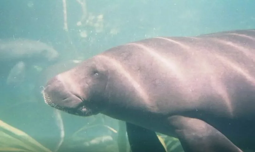 A espécie é menor que as outras de peixe-boi (420kg em média o adulto) e habita boa parte dos rios da bacia amazônica. Com gestação que dura 12 meses, é um tipo de animal solitário, raramente observado em bandos.
