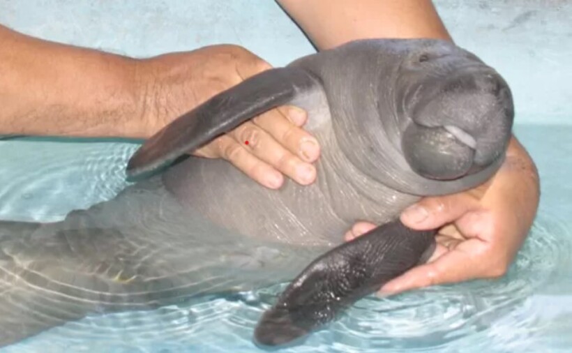 O peixe-boi-amazônico tem pigmentação acinzentada no dorso e a barriga possui manchas de coloração variada, entre cinza-claro, branco e rosado.
