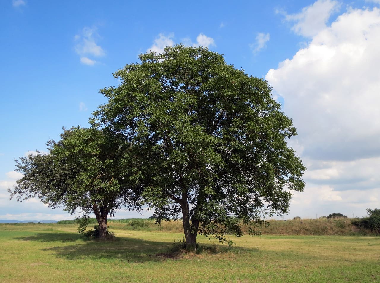 Essas árvores são originárias de regiões temperadas da Europa, Ásia e América do Norte. Sua madeira tem alta qualidade, muito valorizada para construção e mobiliário. E as nozes são consumidas puras ou como ingrediente em diversas receitas.