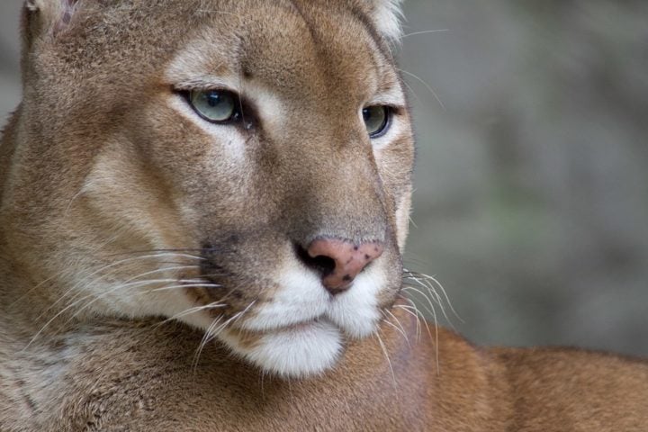 Puma (onça-parda): Embora ainda seja classificada como 