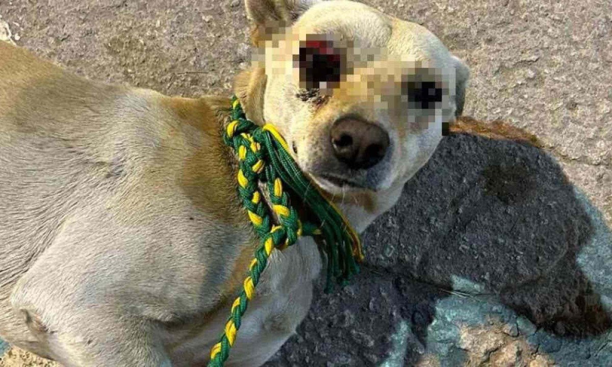 Cachorro Branquinho teve que retirar olho direito após levar uma pedrada. Suspeito do crime foi identificado e responderá por maus-tratos -  (crédito: Divulgação/PCMG)