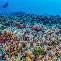 Pesquisadores se surpreendem com gigantismo de colônia de corais e atestam: "a maior do mundo" - Divulgação - Manu San Félix, National Geographic Pristine Seas