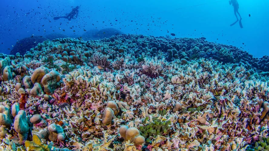 Pesquisadores se surpreendem com gigantismo de colônia de corais e atestam: &#8216;a maior do mundo&#8217; - Divulgação - Manu San Félix, National Geographic Pristine Seas