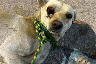 Cachorro Branquinho teve que retirar olho direito após levar uma pedrada. Suspeito do crime foi identificado e responderá por maus-tratos -  (crédito: Divulgação/PCMG)