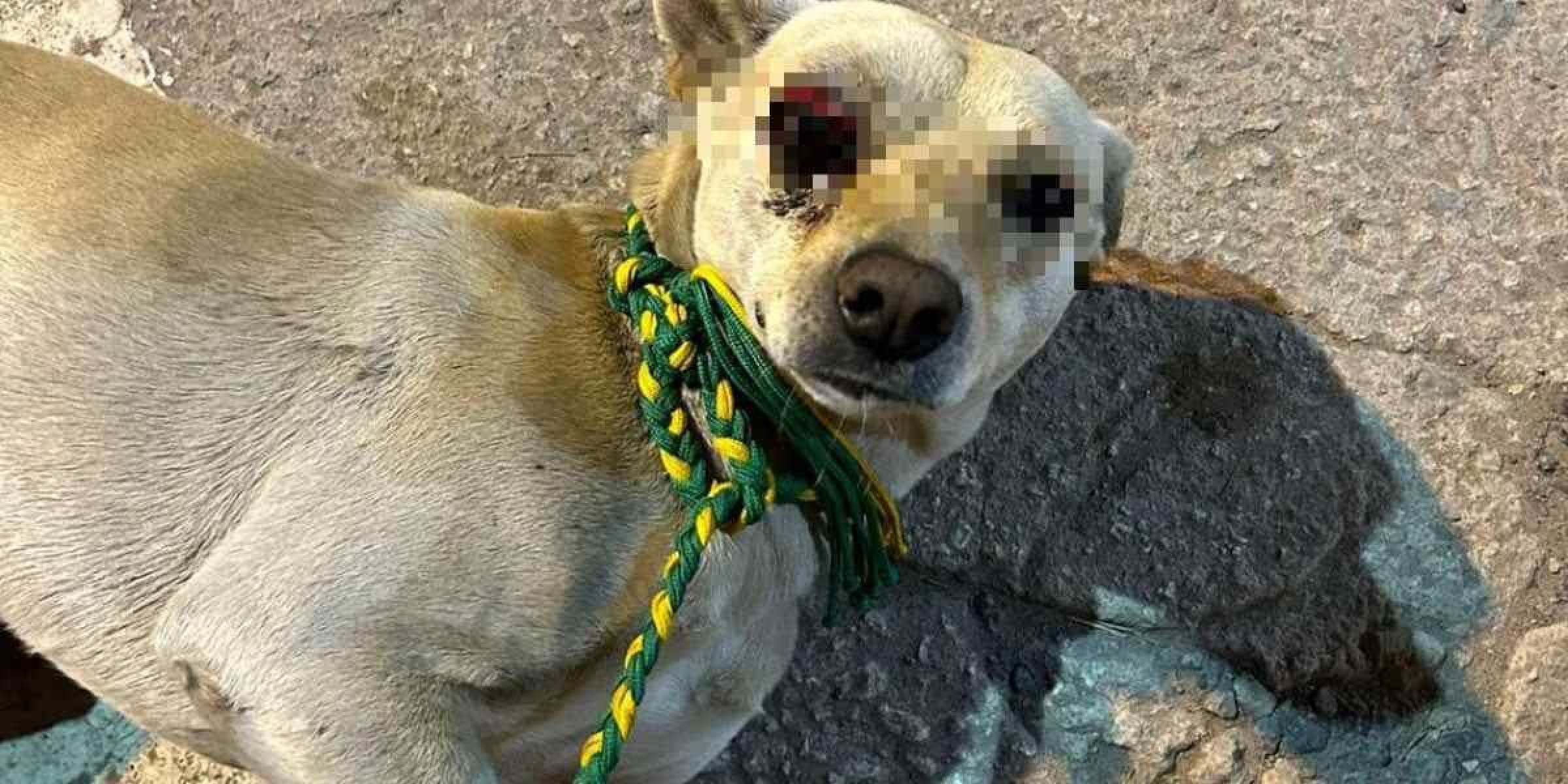 Cão leva pedrada de homem em cidade mineira e fica cego; PC investiga