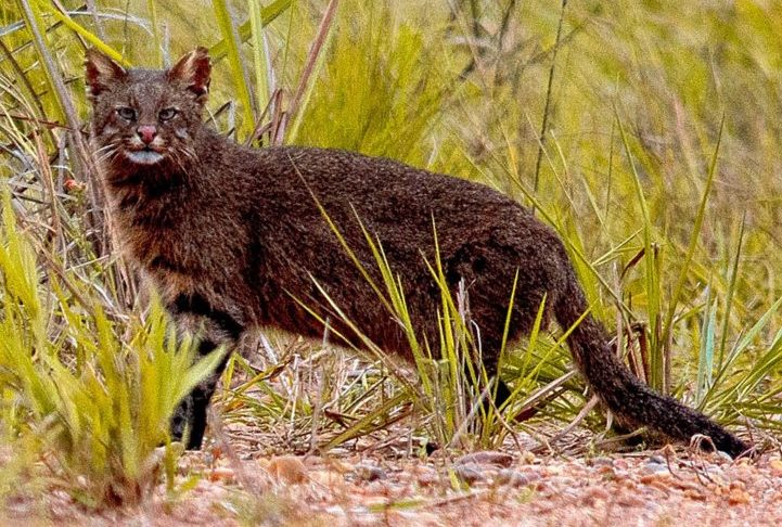 Gato-dos-pampas: É considerado o felino mais ameaçado do planeta, com apenas 35 a 50 indivíduos na natureza. Habita o Pampa brasileiro e sofre com a perda de habitat e caça desenfreada.